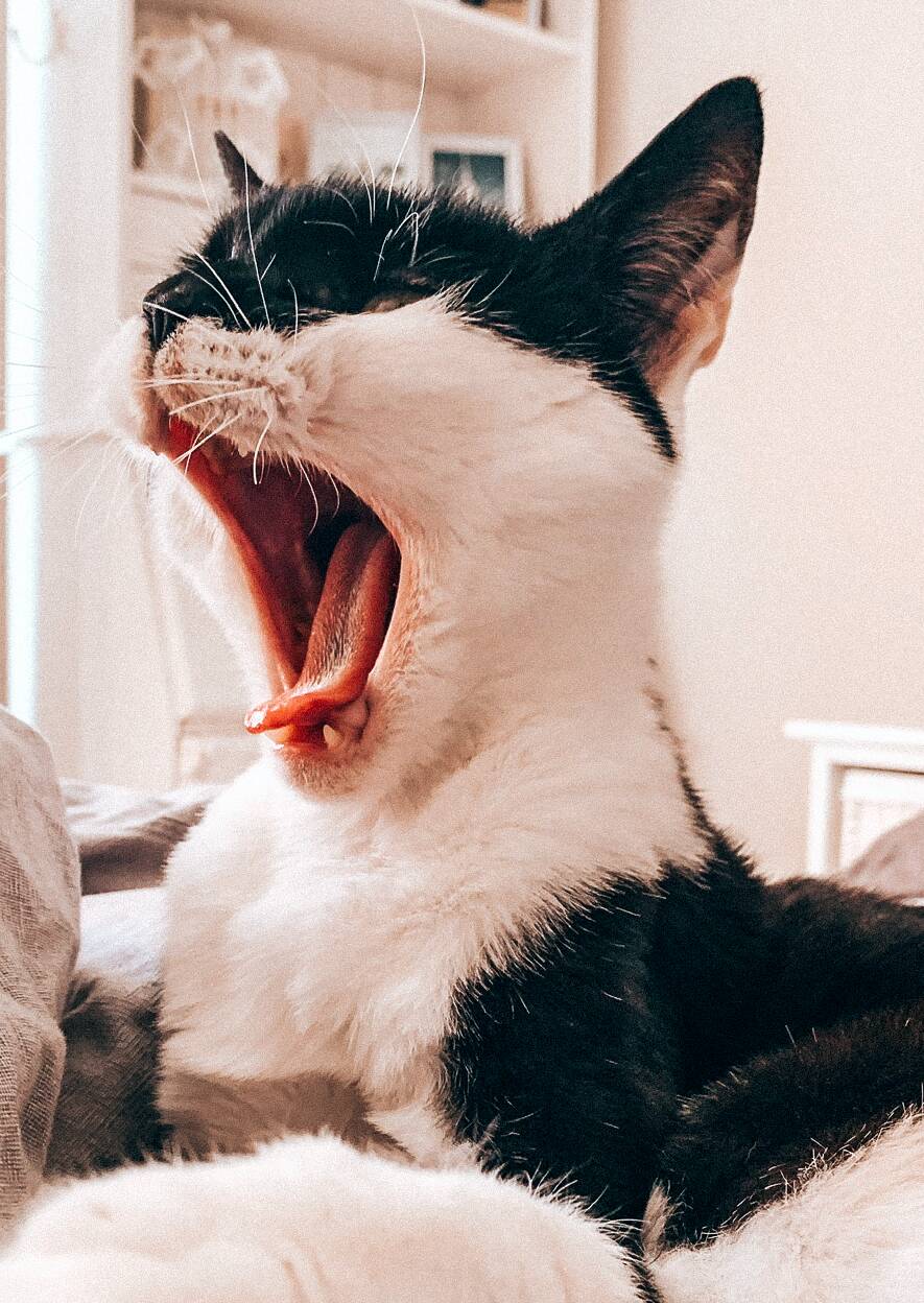 Titta på video Allt du behöver veta om Tandhälsa