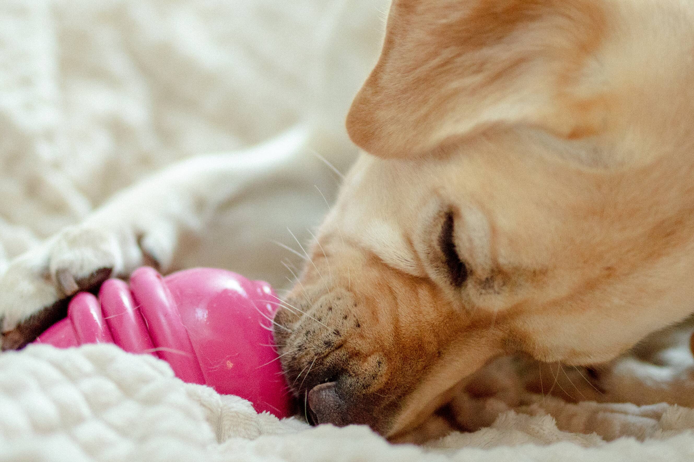 Titta på video Förbered din pälskling ínför nyår!