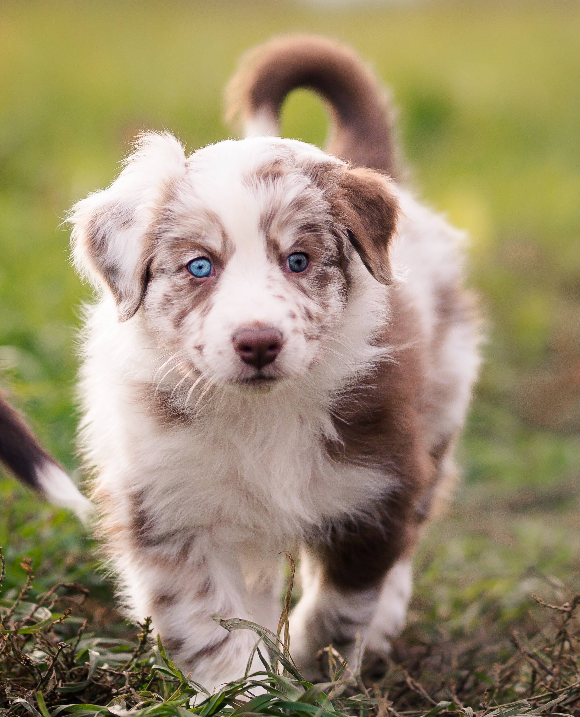 Titta på video Ny familjemedlem