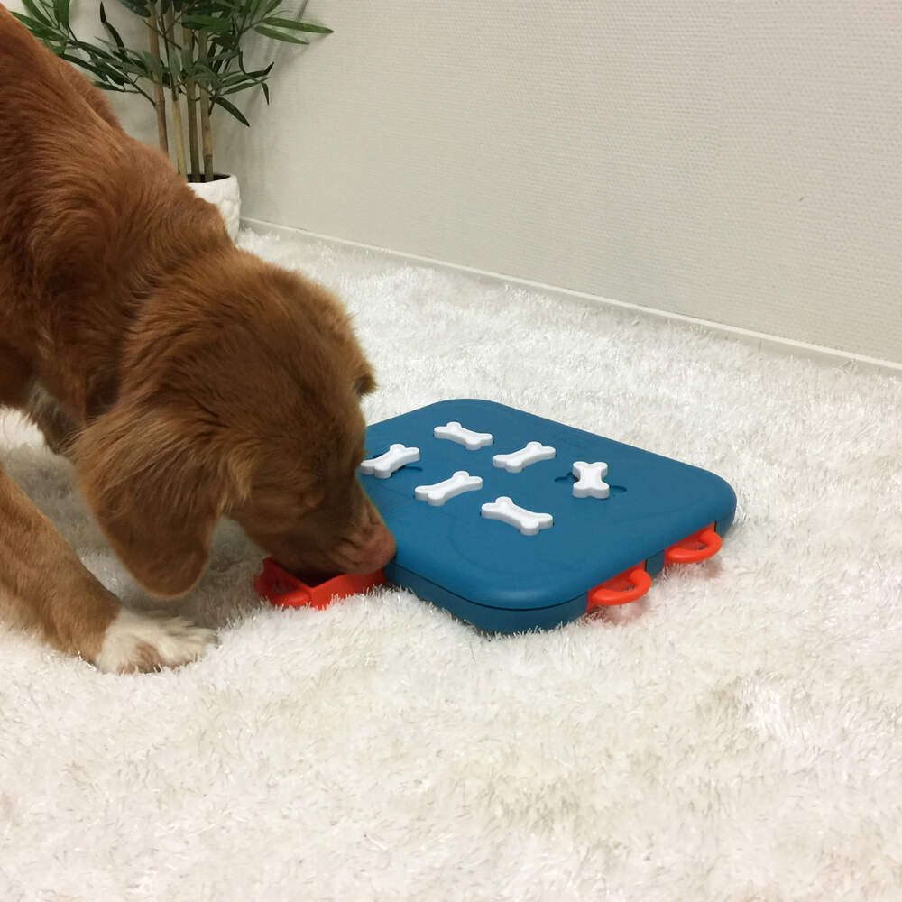 Titta på video Live med Nina Ottosson – inspiration för aktiva husdjur inomhus!